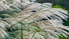 miscanthus flower heads blowing in the wind