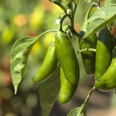 Jalapenos growing on a plant