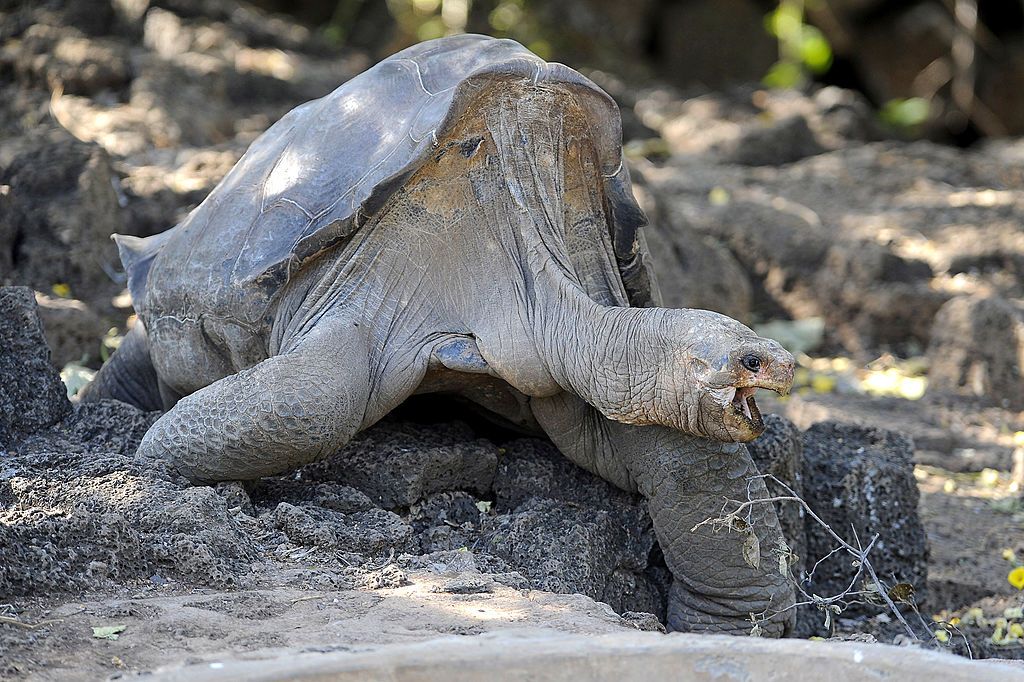 Lonesome George.