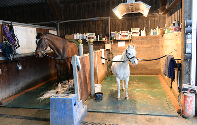 Toy Boy, the pony belonging to Trevor’s daughter Mia, enjoys a wash and solarium