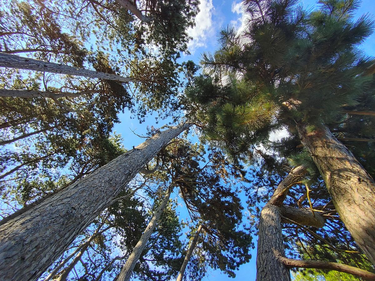 The low resolution of the wide camera makes it trickier to crop out the purple-fringed edges of this shot without revealing the low image detail.