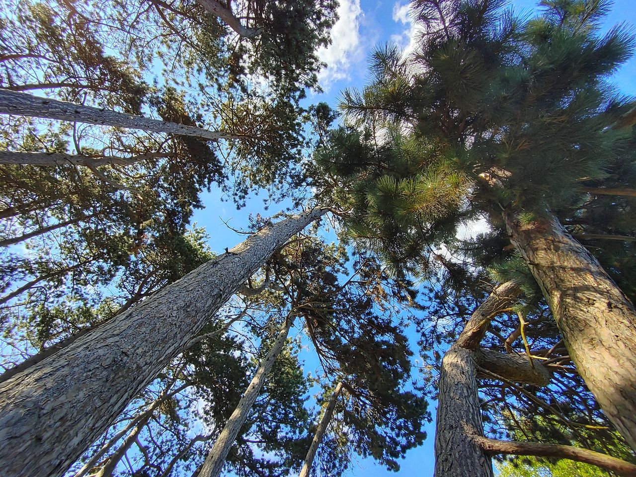 The low resolution of the wide camera makes it trickier to crop out the purple-fringed edges of this shot without revealing the low image detail.