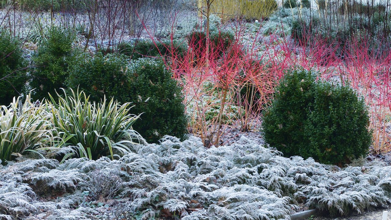 Best Winter Plants for Pots & Borders