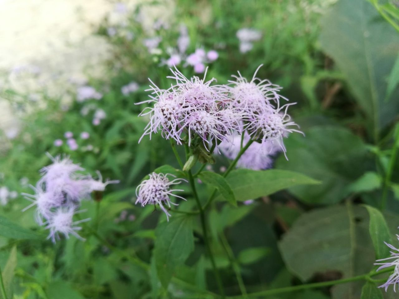 Blue Mistflower Plants