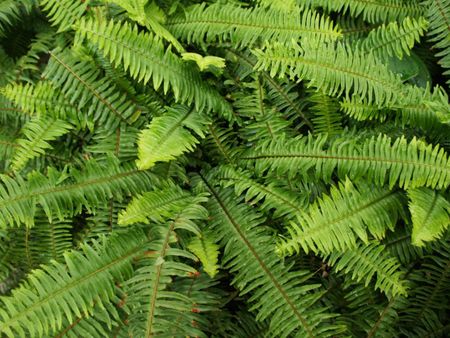 Kimberly Queen Fern Plant