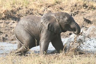elephants, extinction, baby