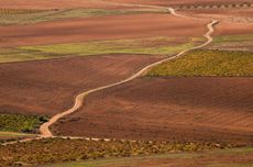 Vineyards in Castilla-La Mancha, Spain