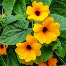 black eyed Susan vine with bright orange flowers