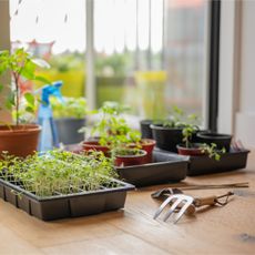 Seedlings and young plants in propagator trays next to garden fork on wooden table