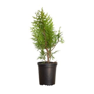 Green Giant Arborvitae (2.5 Quart) Fast Growing Evergreen Thuja Tree - Full Sun Live Outdoor Plant