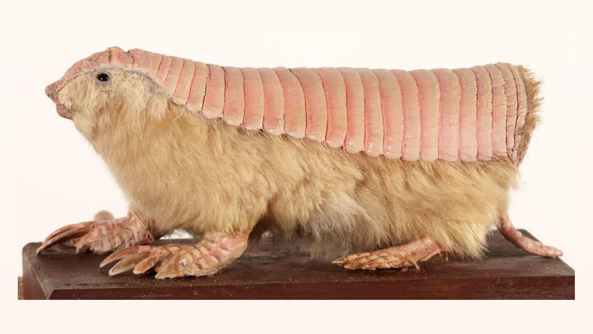 Het “rare” roze gordeldier heeft een vreemde dubbele huid die bij geen enkel ander zoogdier voorkomt