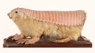 Pink fairy armadillos found to have strange double skins