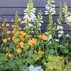orange geum flowers next to white foxgloves planted in a border in front of a black fence