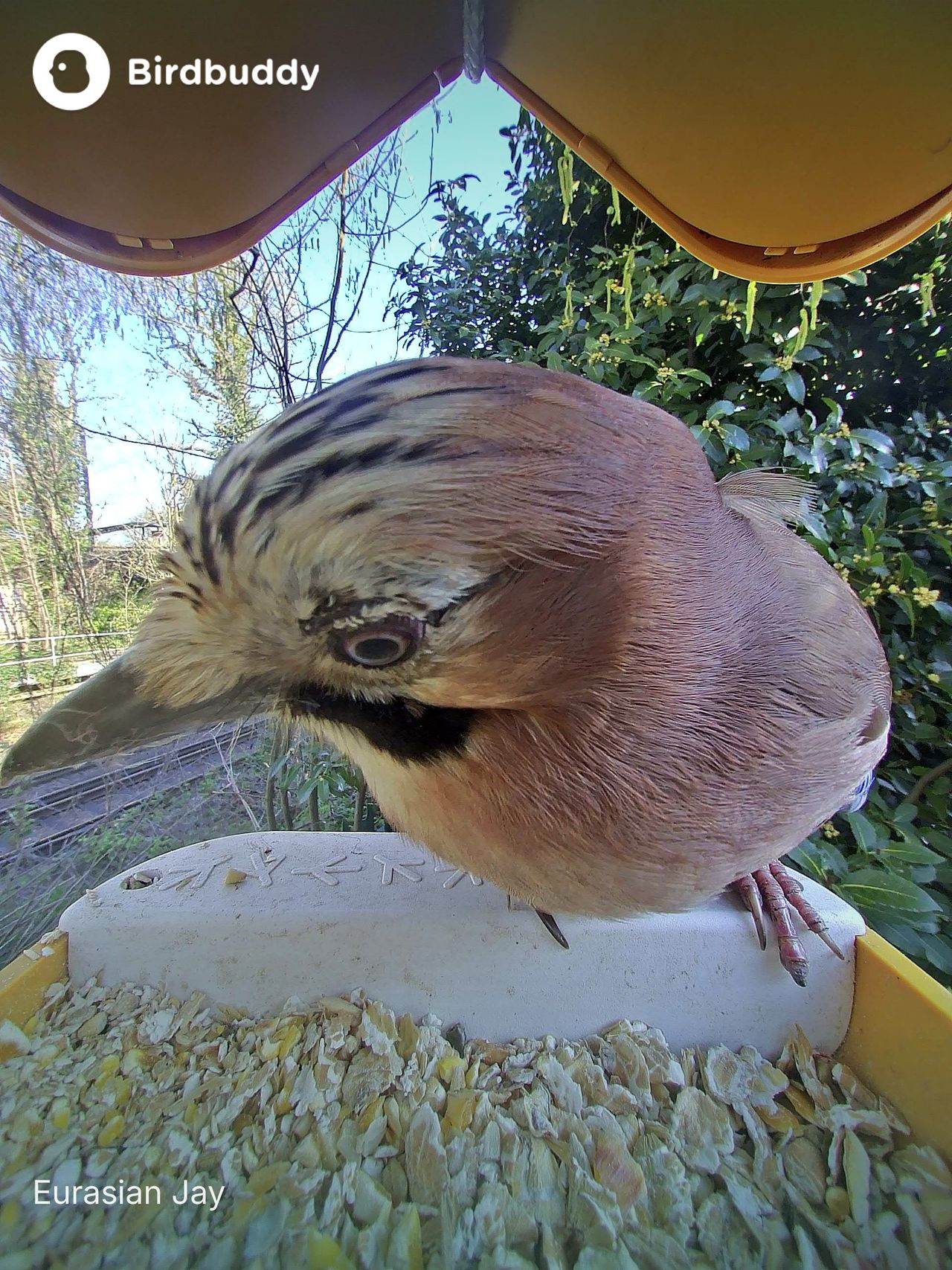 A selection of images of birds and wildlife feeding from the Bird Buddy