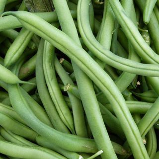 Blue Lake FM1K Pole Bean Seeds