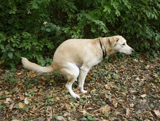 how do you get rid of dog poop naturally