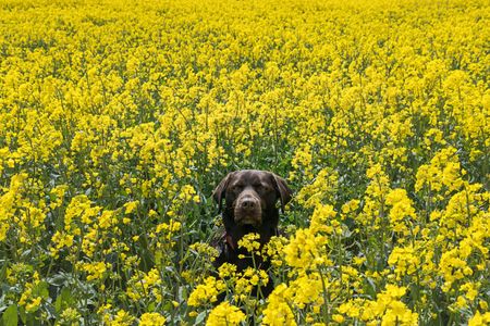 A chocolate labrador dog sits in an oilseed rape field