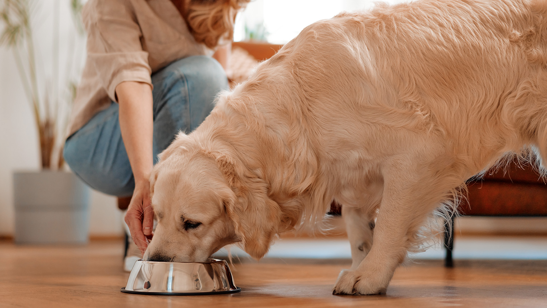 Dog eating best dog food from metal food bowl