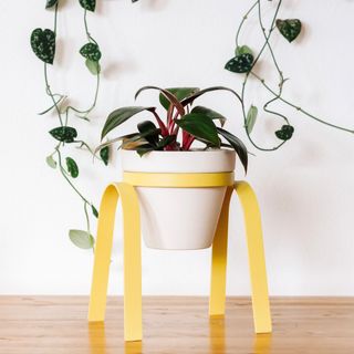 Yellow plant holder from Carter & Rose