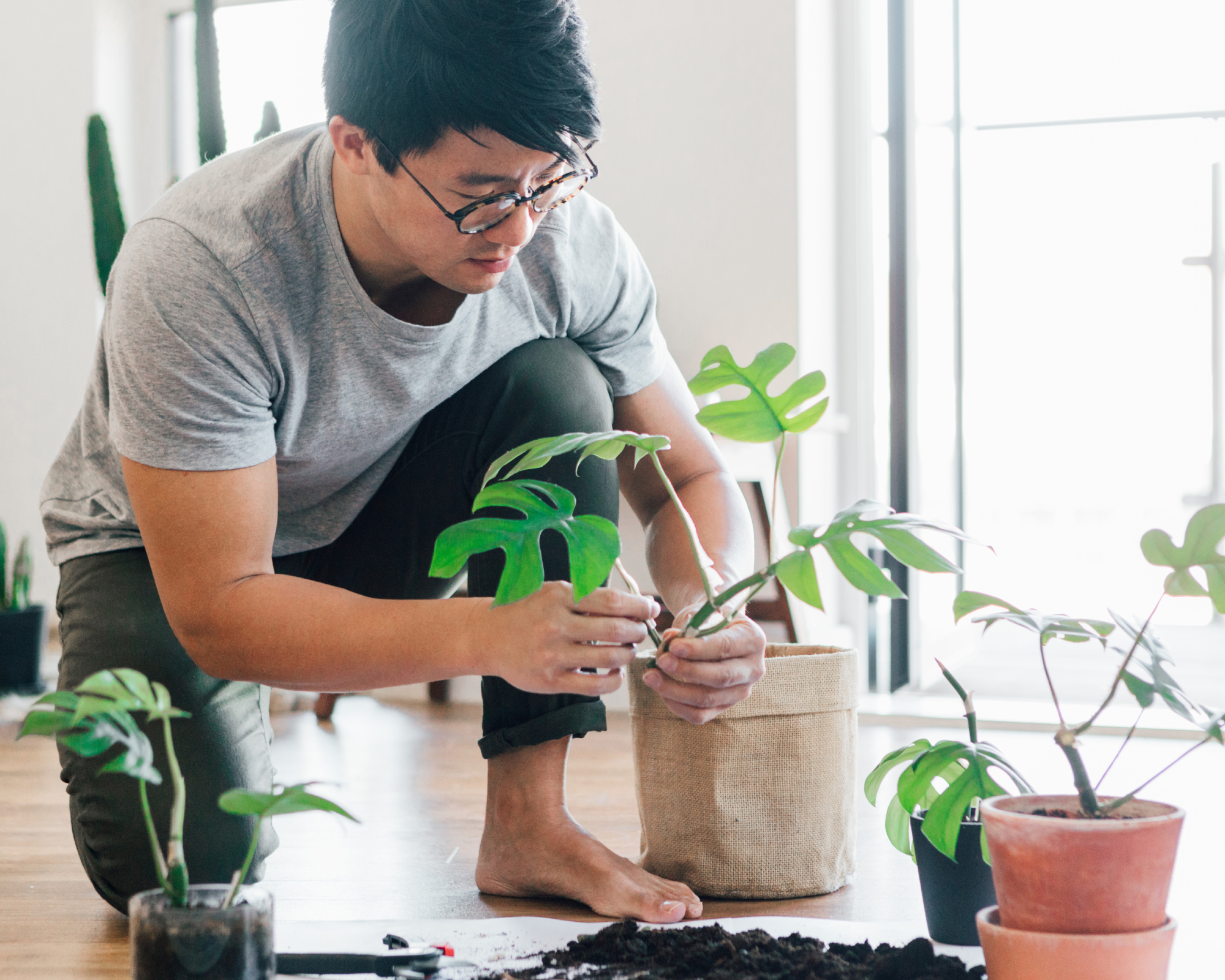 man on the floor repotting monstera propagations