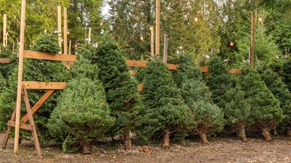 Christmas trees lined up at lot