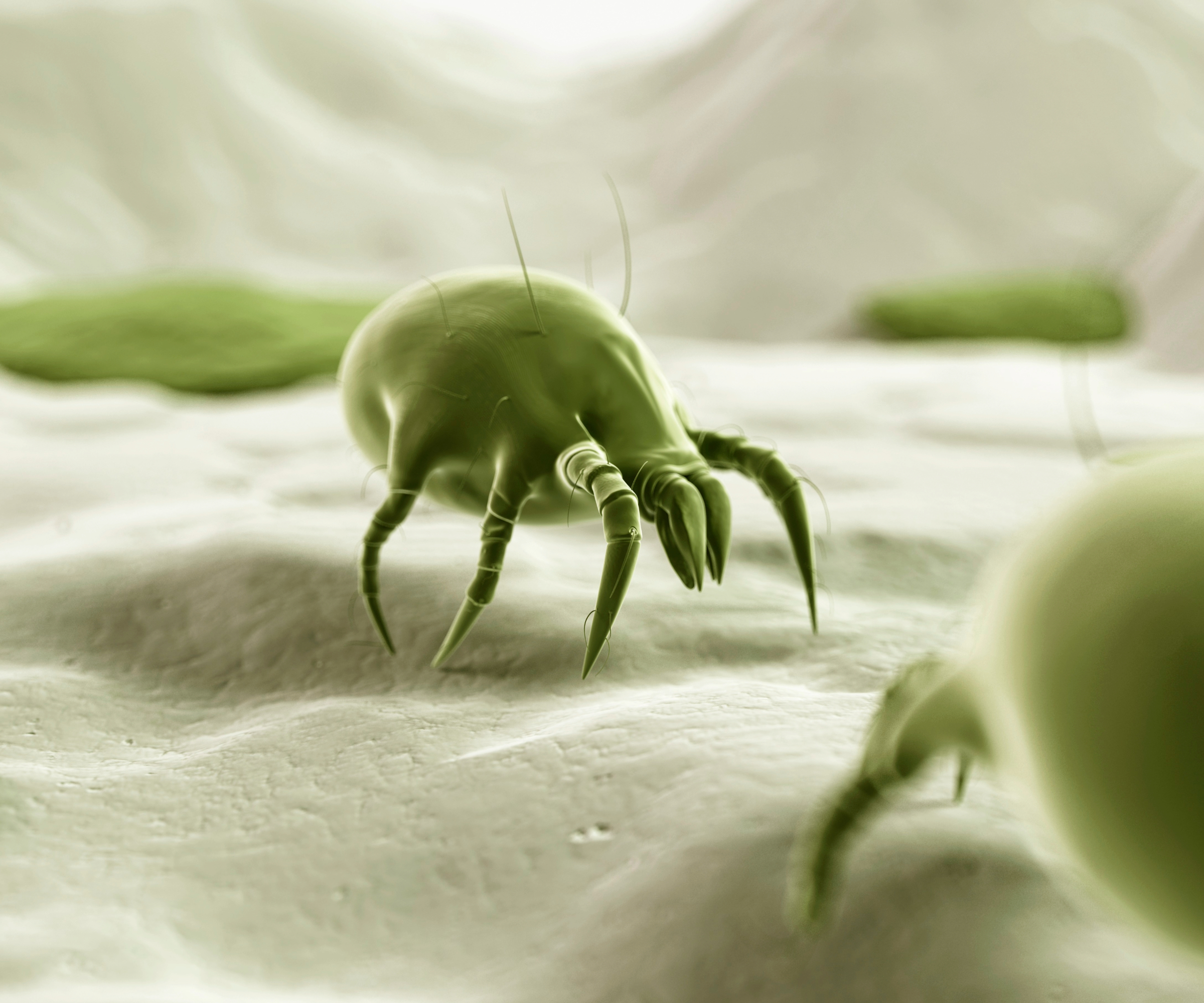 Illustration of a dust mite