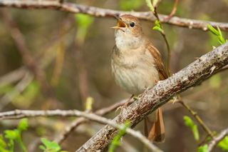 nightingale in song