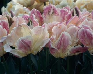 pink and white blooms of tulip 'Libretto Parrot'