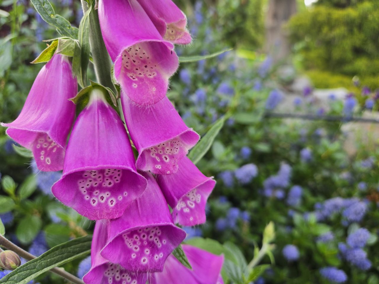 Pink flowers
