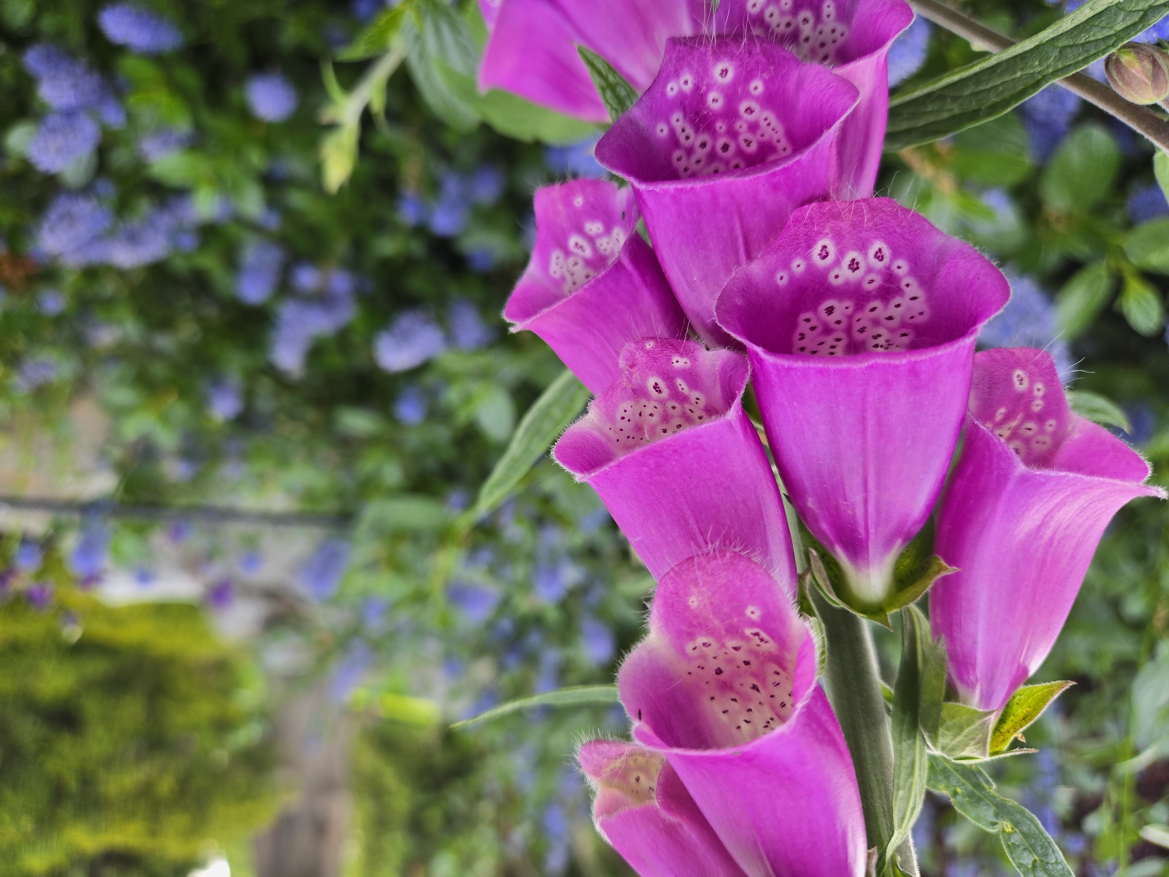 Pink flowers