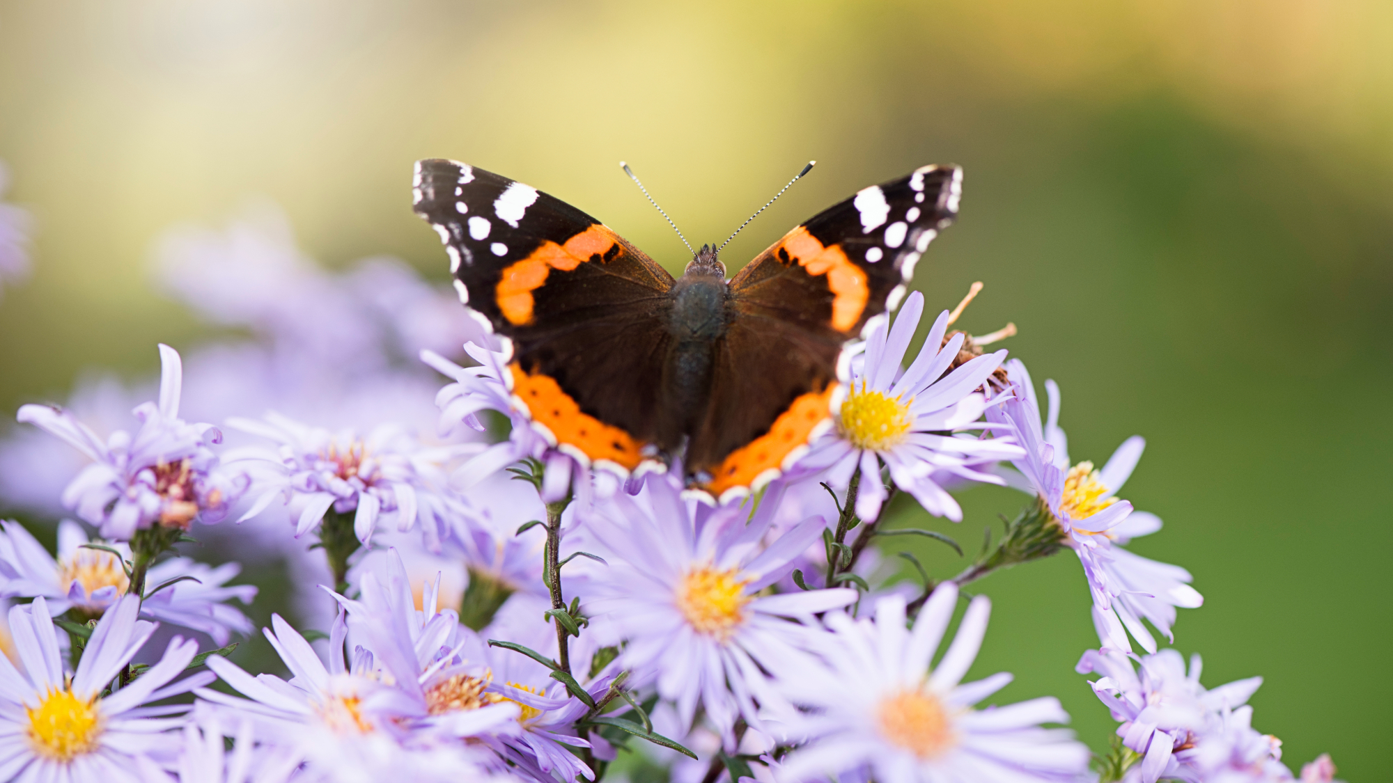 butterfly on asters 