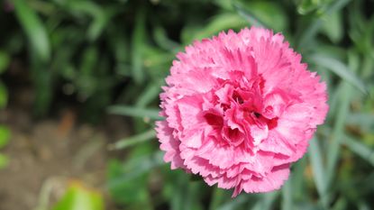 Pink dianthus flower