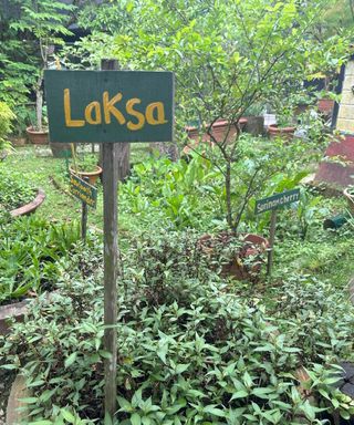 Laksa herb growing in pot with hand-painted sign