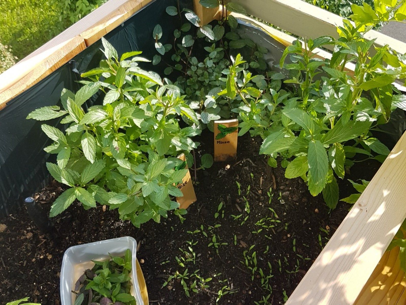 Life Root Growing Organic Herbs In Your Garden - How To Grow Herbs Organically ...