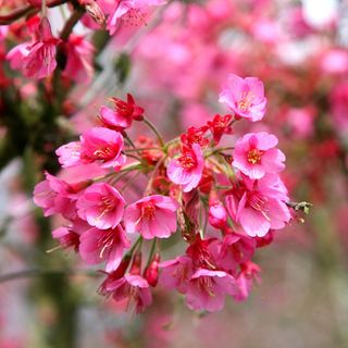 Prunus Kursar Flowering Cherry Blossom Tree