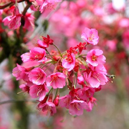 What cherry blossom tree is the best for a small garden? | Ideal Home