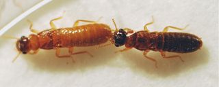 mating termites
