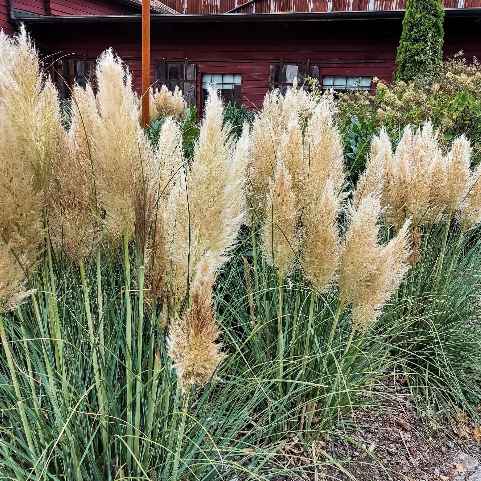 When to cut back pampas grass — the best time to start cutting | Ideal Home