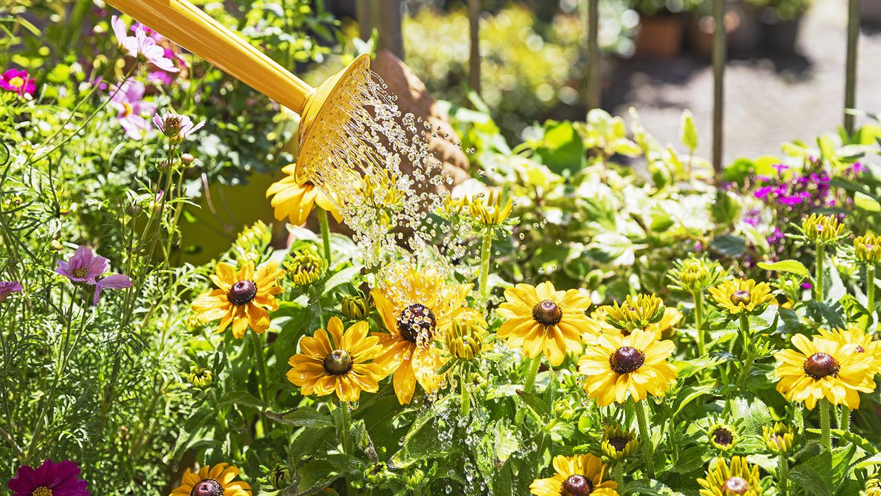 Watering flowers in garden with watering can