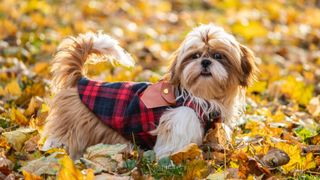 Shih Tzu standing in amongst autumn leaves wearing dog coat