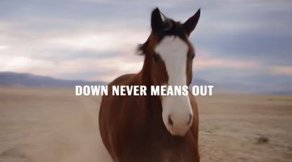 Budweiser Clydesdale