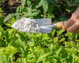 diatomaceous earth used in garden