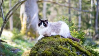 Ragdoll cat sitting on moss-covered rock