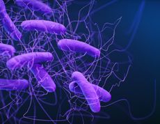 An illustration of clostridioides difficile bacteria.
