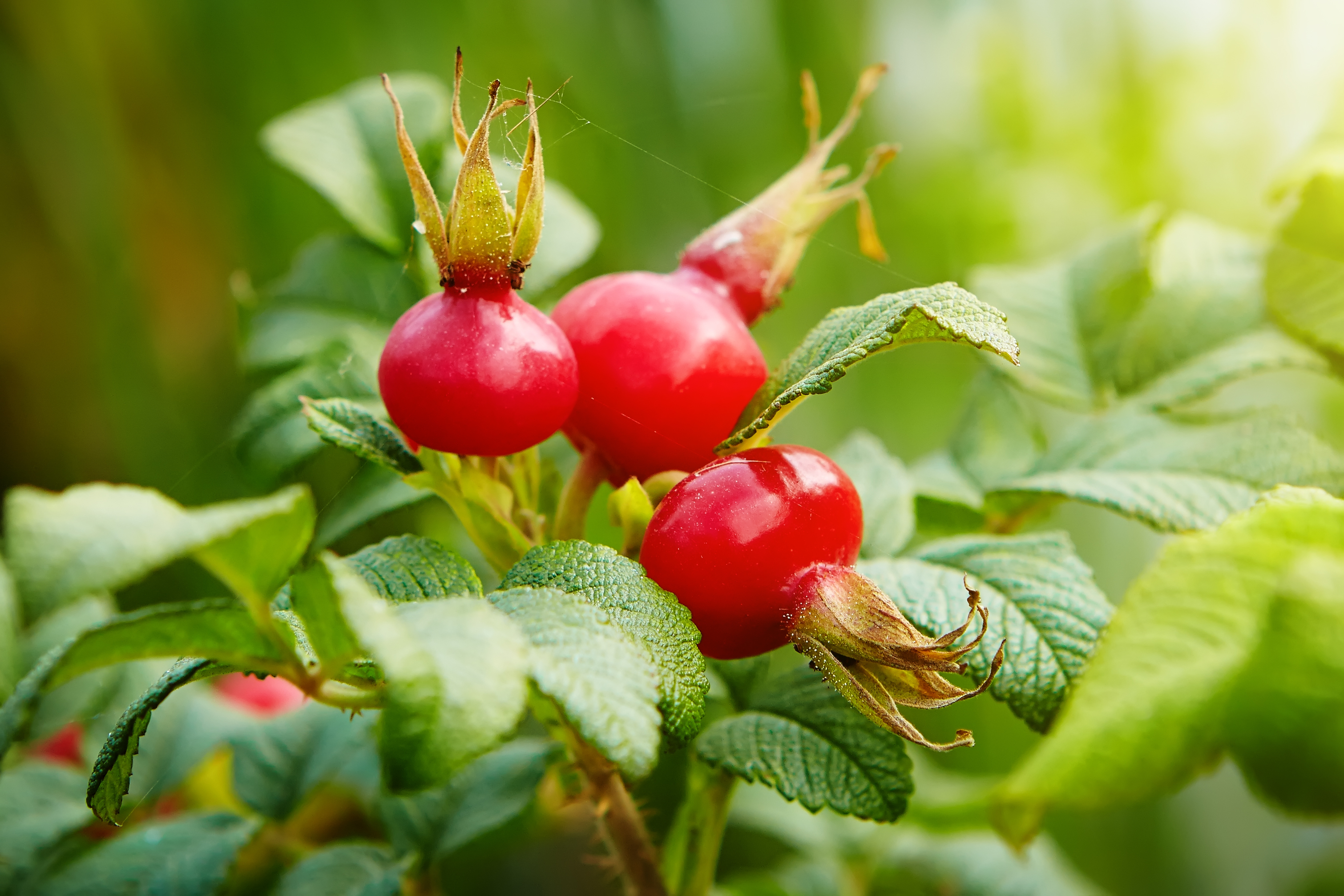 The new neuron is named after the small, red fruits of a rose plant, called rosehips.