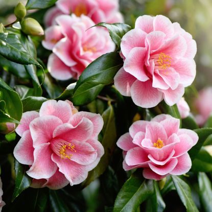 Camellia blooming in a garden