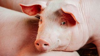 A swallowed pedometer sparked more than indigestion for a pig in the U.K. A swallowed pedometer sparked more than indigestion for a pig in the U.K.