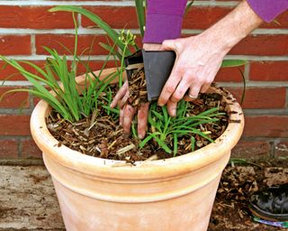 Planting agapanthus in a terracotta pot
