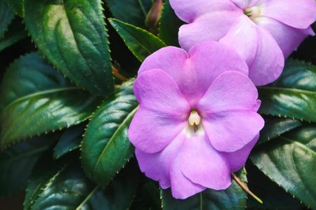 new guinea impatiens