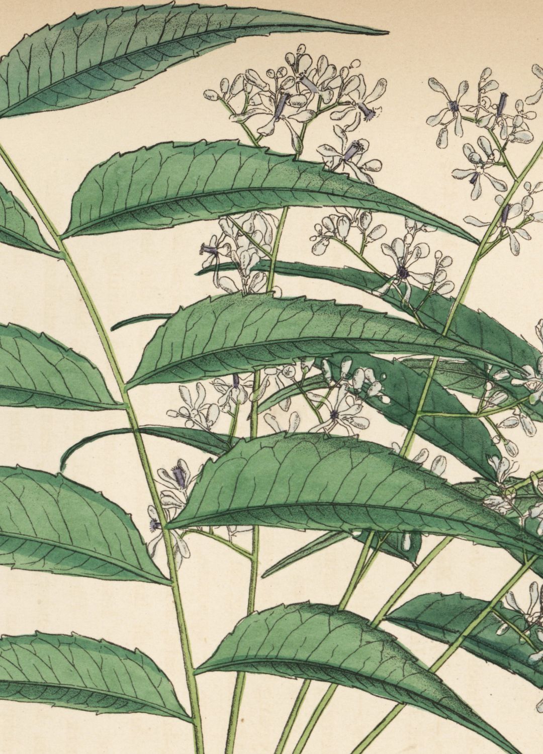Neem